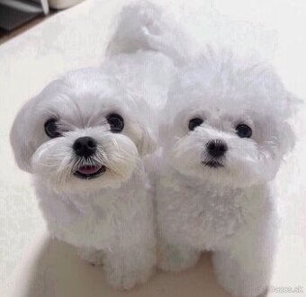 K dispozícii sú dve šteniatka maltézskeho ovčiaka.