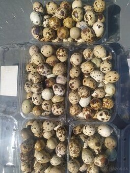 Prepelicie vajíčka