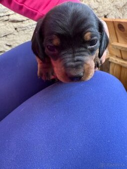 Jazvečík trpaslíči