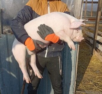 Predám odstavčata 25kg