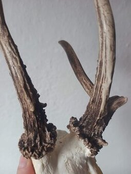 Trofej trofeje parohy parožie zhody