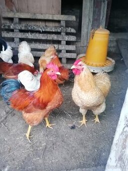 Predám kohúta zdrobnelá wyandotka, zdrobnelá Hempširka,