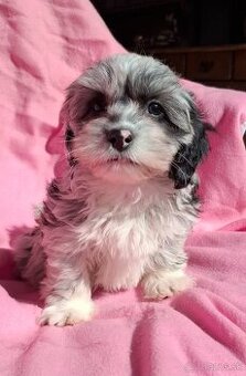 Maltipo,Maltipoo