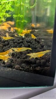 Neocaridina davidi Yellow fire