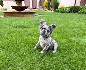 Francuzsky buldoček blue tan merle fluffy psík s isabella