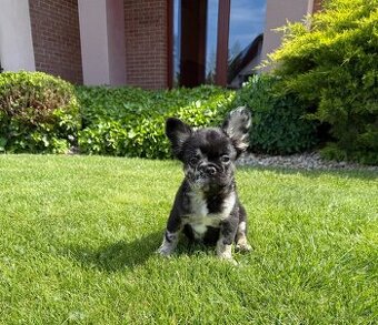 Francuzsky buldoček merle fluffy a isabella fluffy psík