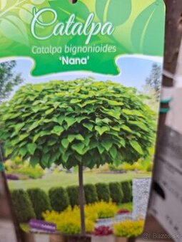 Katalpa NANA