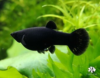 Black Molly - Poecilia sphenops, 3 varianty