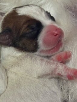 Jack Russell teriér