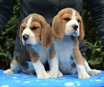 Bigel, bigl, beagle s PP