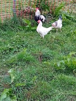 Predám kohúta leghorn