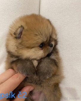 Pomeranian mini - 1