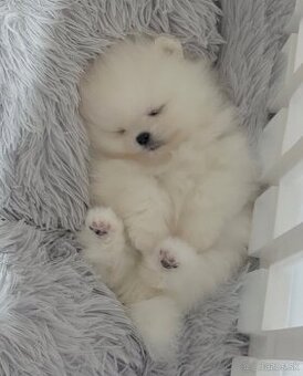 Pomeranian chlapček