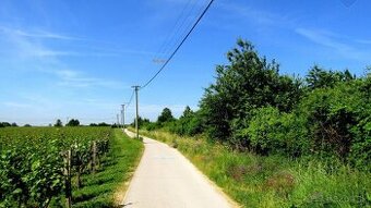 Predaj – Pozemok, vinica pri Pustom Kostolíku, Svätý Jur