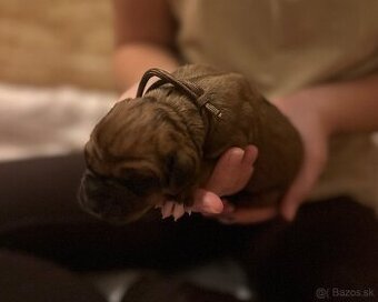 Rhodesian Ridgeback s preukazom pôvodu