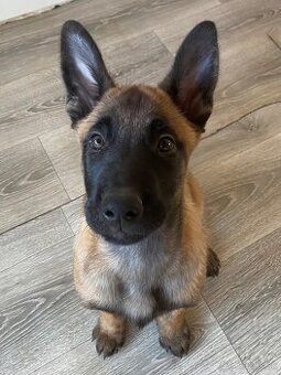 Belgický ovčiak malinois