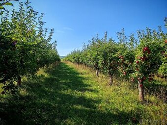 Uhoky nkladackyCvikla SlivyCuketyZemiaky