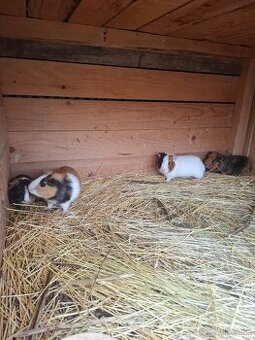 Morča , morské prasiatko, prasiatka