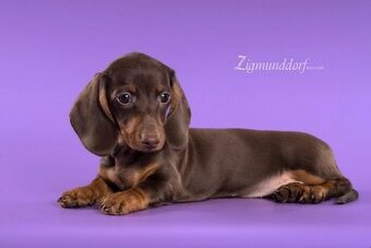 Jazvečík trpasličí