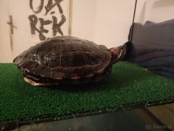 Ponúkam korytnačku pismenkovu