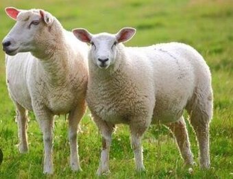 Kúpim ovce a jahňatá