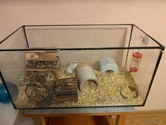 Terarium a skrecok dzungarsky