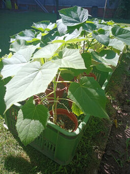 Paulownia Tomentosa - MULTIFUNKČNÝ strom