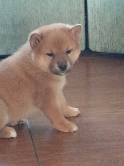 Predám šteniatka Shiba inu