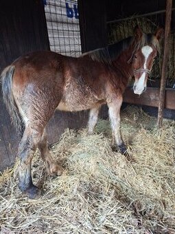 Predam tazne zriebata