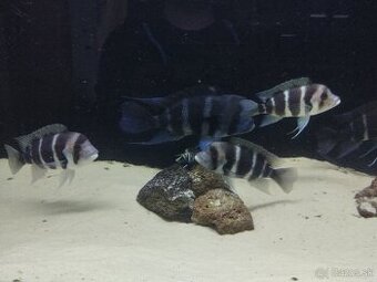 Cyphotilapia Frontoza Burundi