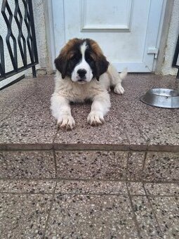 Bernardin