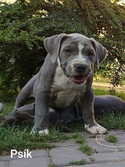 Americký stafordšírský teriér, american bully XL