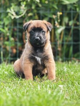 Belgický ovčiak malinois s PP
