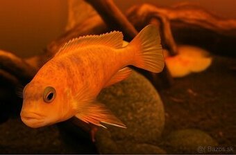 Africký cichlid (Mbuna)