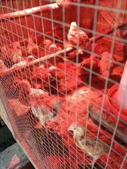 Kuriatka marans medenokrke
