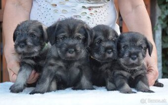 Knírač střední pepř a sůl, štěňata s PP