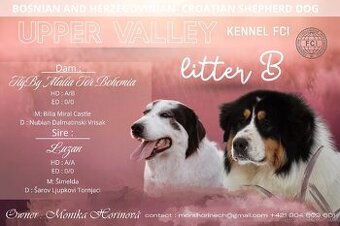 Šteniatka plemena Tornjak s PP