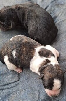 Nemecký špic kríženec