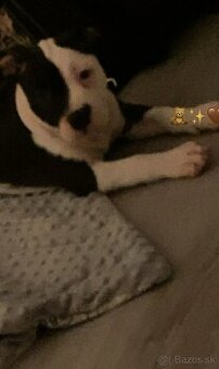 Predám Američan Bull xl