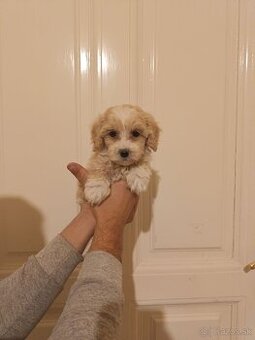 Maltipoo fenka / chalpec