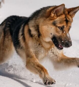Predám čisto krvného vlčiaka nemeckého s papiermi