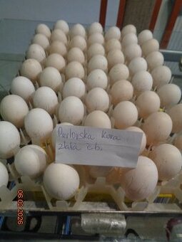Násadové vajcia-Pavlovská zlatá