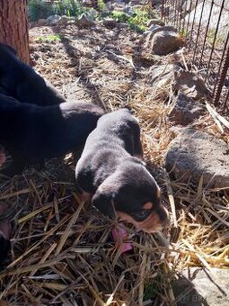 Šteniatka jazvečìka dlhosrstého