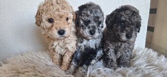 Trpaslíči pudel pudlik