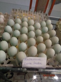 Ameraucana-násadové vajcia