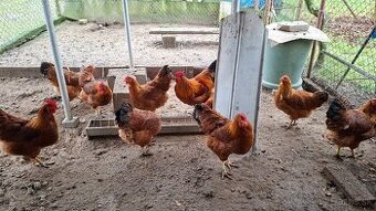 Hempšír a zdr. Oravka násadové vajíčka