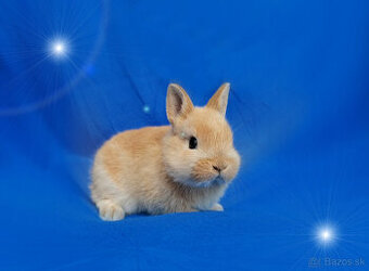 samička zakrslá žltá s génom pre lyžičkové ušká