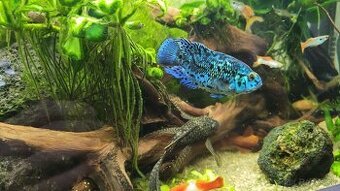 Predam Jack Dempsey