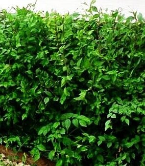 Turkestánsky brest - Ulmus pumila