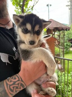 Sibírsky husky - Šteniatka